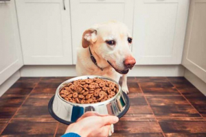 Відсутність апетиту в собаці - що робити? Відсутність апетиту в собаці - що робити?